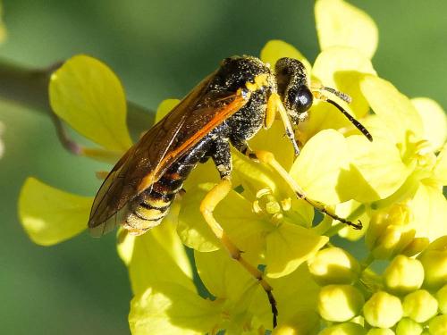 Elinora baetica dominiquei