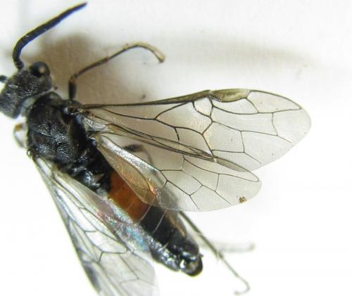 Dolerus gessneri