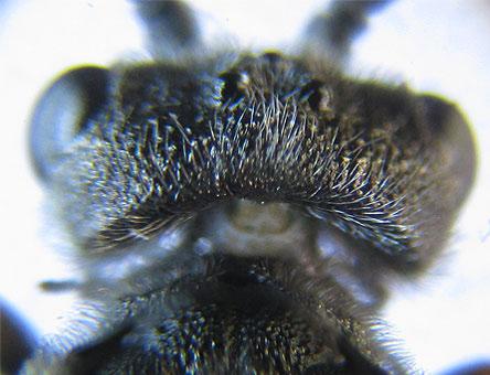 Dolerus gessneri