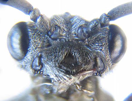 Dolerus gessneri