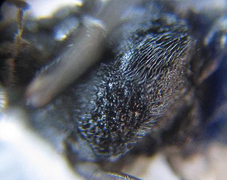 Dolerus gessneri