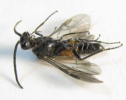 Dolerus gessneri
