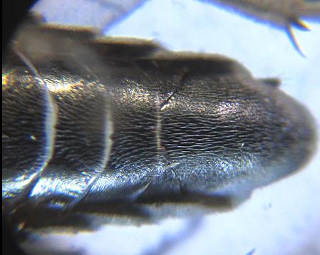 Dolerus gessneri