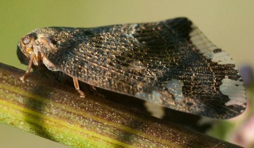 Ricania speculum