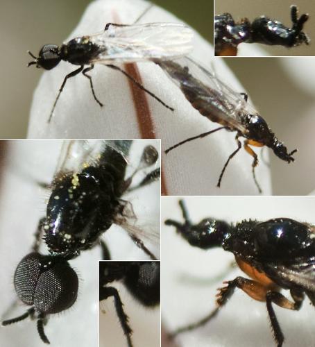 Dilophus minor