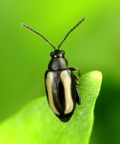Réf. 226 271 : Phyllotreta sp.