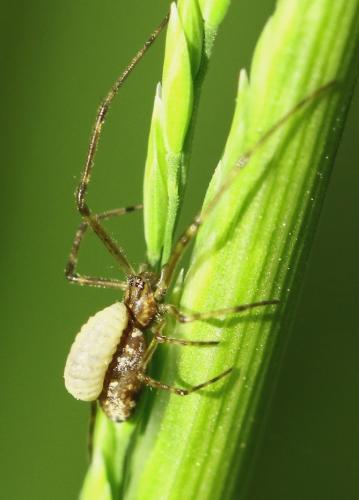 Réf. 226 570 : Tetragnatha sp.