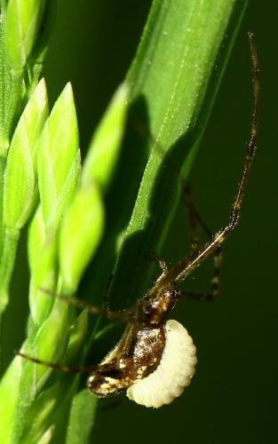 Réf. 226 463 : Acrodactyla sp.
