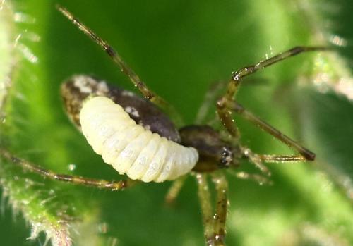 Réf. 226 464 : Acrodactyla sp.