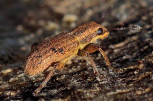 Réf. 226 067 : Sitona sp.