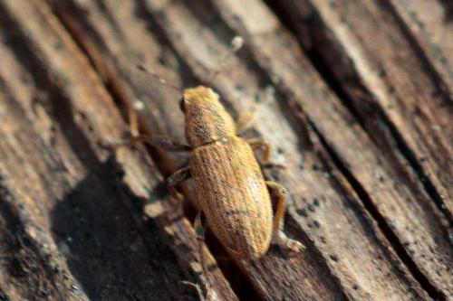 Réf. 226 070 : Sitona sp.