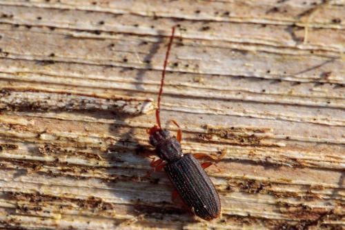Réf. 226 075 : Uleiota planatus