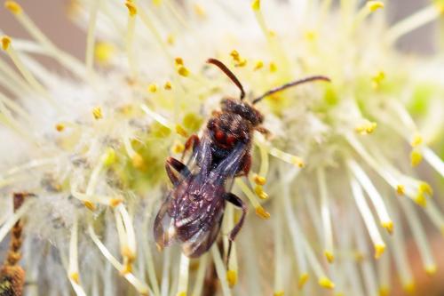 Nomada sp.
