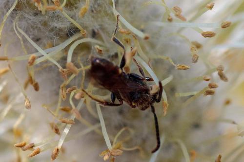 Nomada sp.