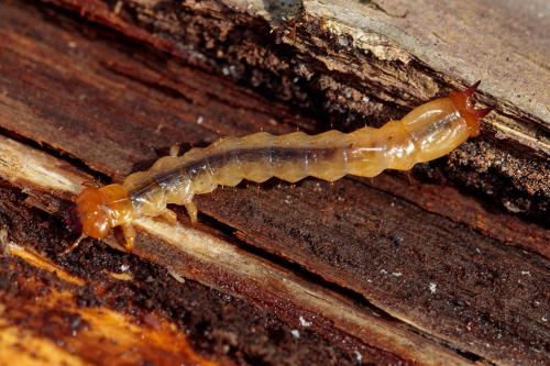 Réf. 226 557 : Pyrochroa sp.