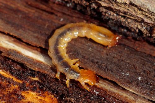 Réf. 226 556 : Pyrochroa sp.
