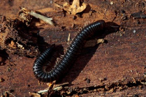 Réf. 226 874 : Tachypodoiulus niger