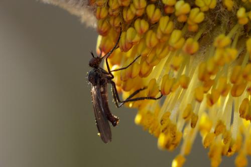 Rhamphomyia sp.