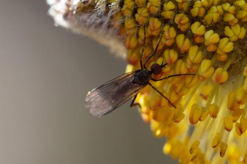Rhamphomyia sp.