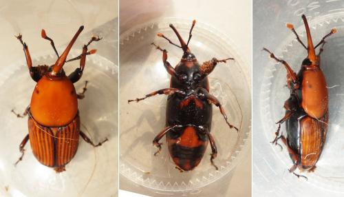Réf. 226 220 : Rhynchophorus ferrugineus