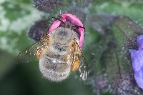 Anthophora sp.
