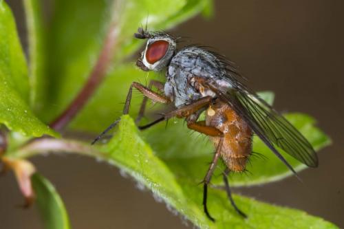 Réf. 226 817 : Pegomya sp.