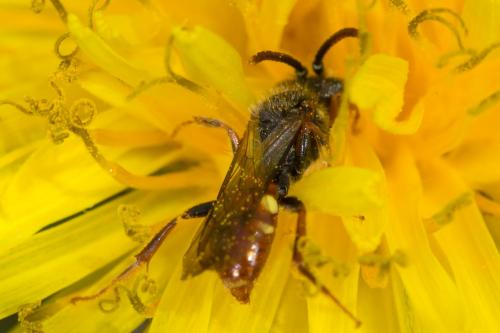 Nomada sp.