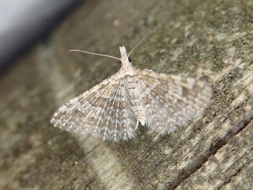 Alucita desmodactyla