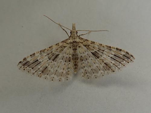 Réf. 226 788 : Alucita desmodactyla
