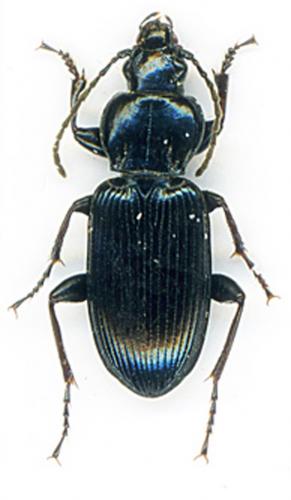 Poecilus gisellae gisellae