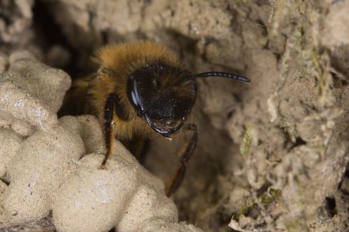 Andrena nigroaenea