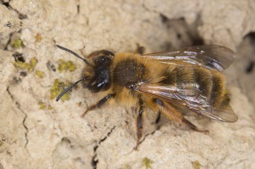 Andrena nigroaenea