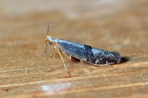 Réf. 226 000 : Argyresthia sp.