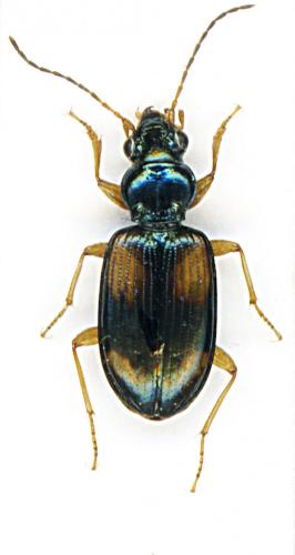 Bembidion leveillei