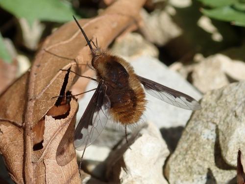 Bombylius major