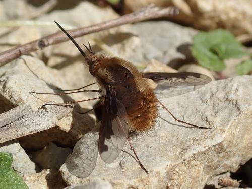 Bombylius major