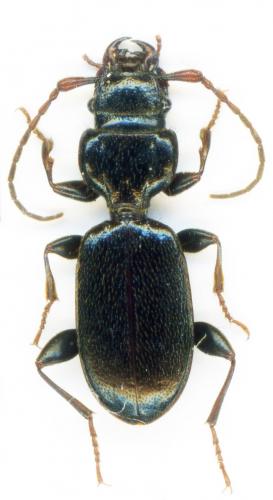 Réf. 226 147 : Siagona europaea