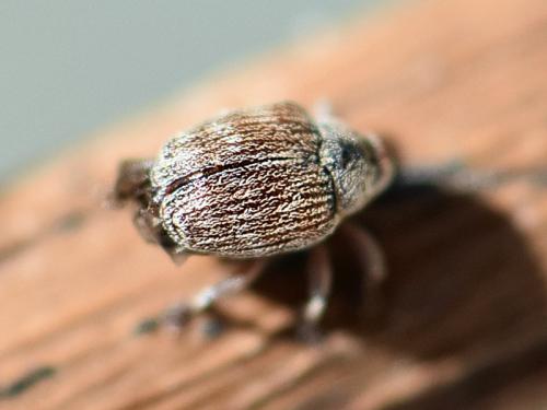 Réf. 226 827 : Coeliodes ruber