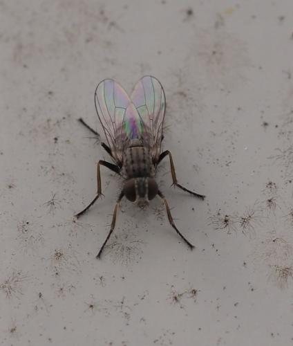 Coenosia sp.