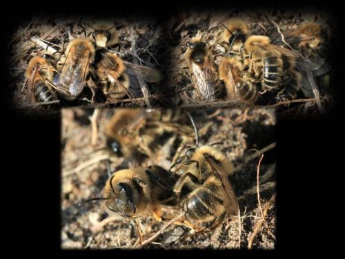 Colletes cunicularius