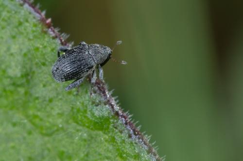 Pseudorchestes sp.