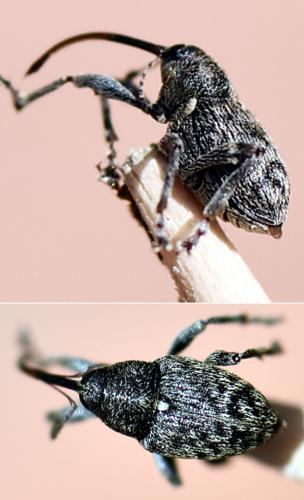 Réf. 226 569 : Curculio vicetinus