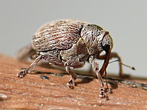 Réf. 226 765 : Coeliodes ruber