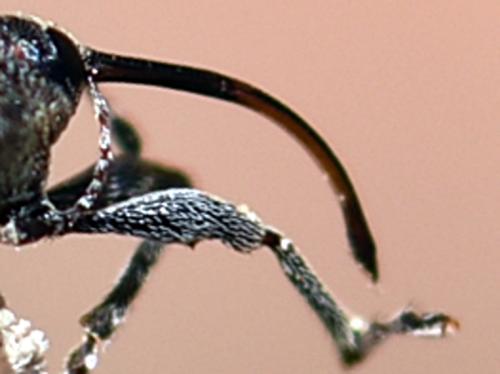 Réf. 226 531 : Curculio vicetinus