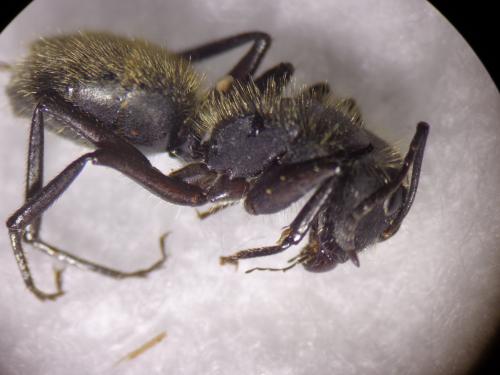 Camponotus mus