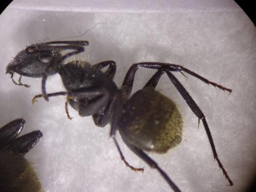 Camponotus mus