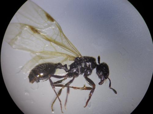 Goniomma hispanicum