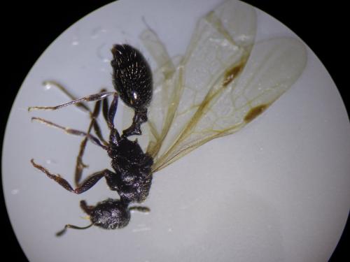 Réf. 226 518 : Goniomma hispanicum