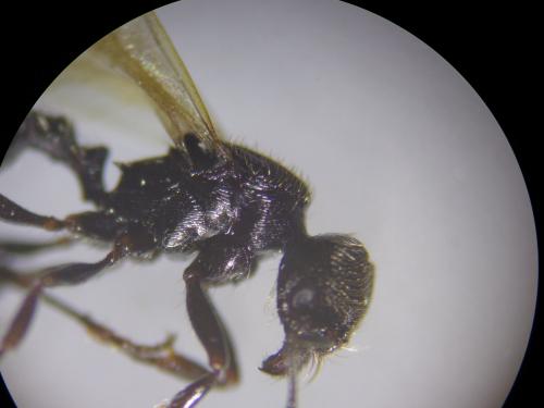 Goniomma hispanicum
