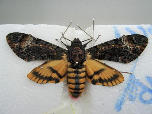 Réf. 226 712 : Acherontia atropos